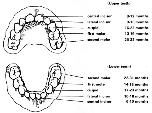 deciduous teeth